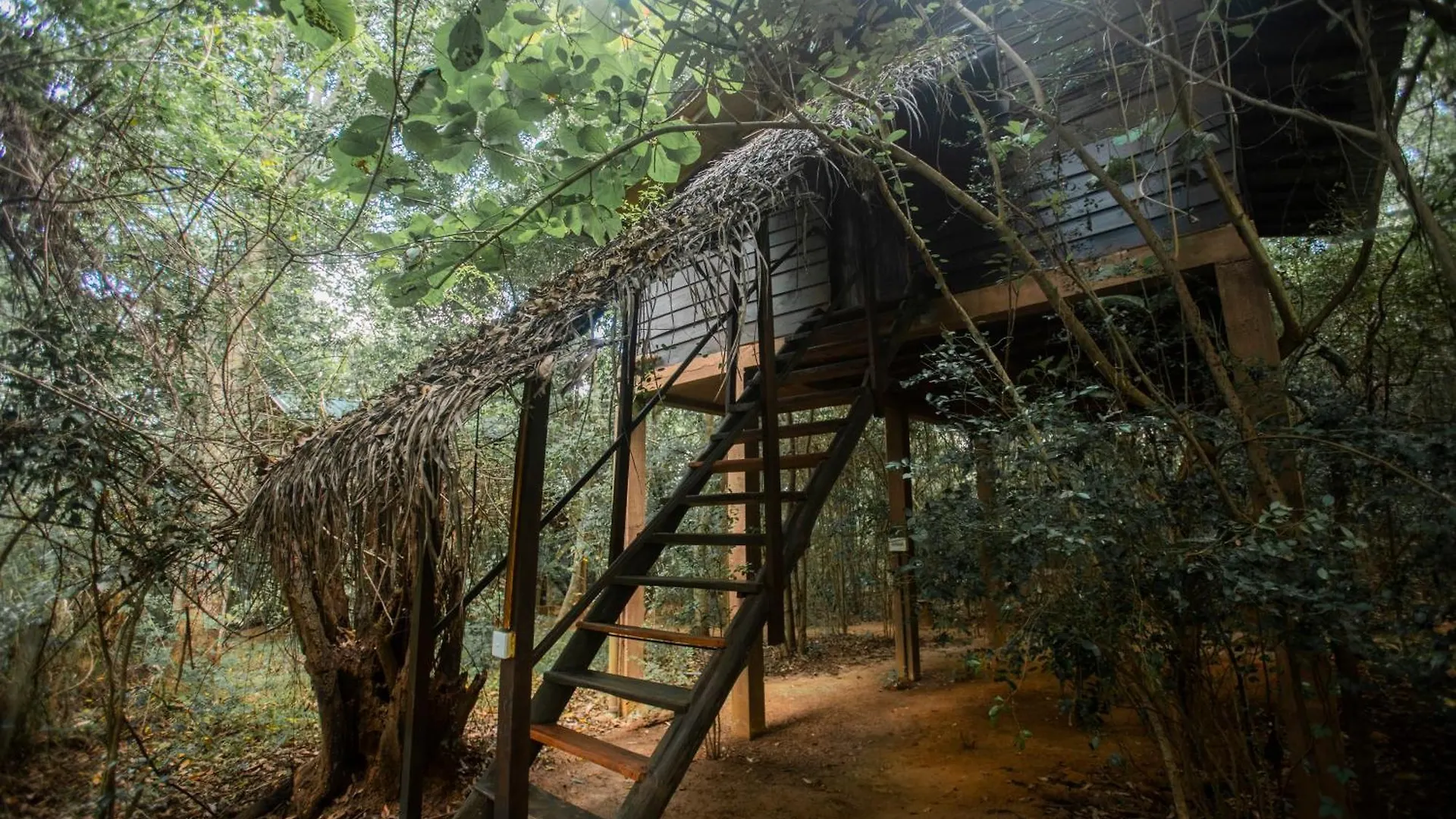Inn On The Tree Eco Resort Sigiriya Kibissa Hotel